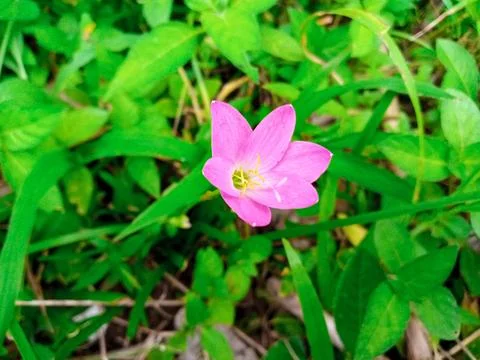 Pink Wild Bloom Foto stock