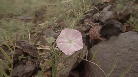 Pink wild flower on a background of gray stones and grass close up Stock Footage 57401039