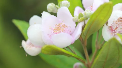 Pink wild flower with dew drop in nature, Thailand Video stock 56337309
