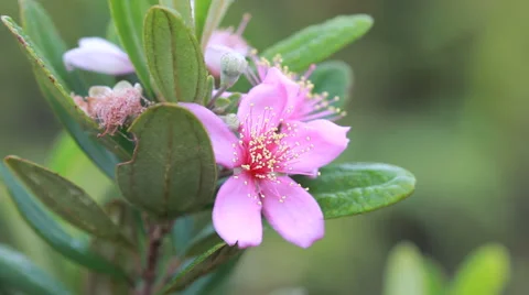 Pink wild flower with dew drop in nature, Thailand Stock Footage 56337312