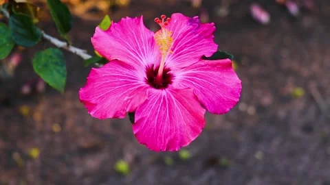 Pink wild flower. Stock Footage 155443296