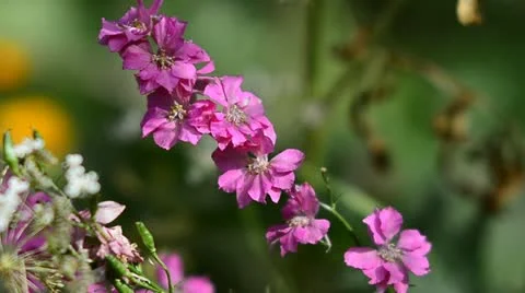 Pink wild flowers Stock Footage 11839150