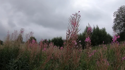 Pink wild flowers Video stock 100668669