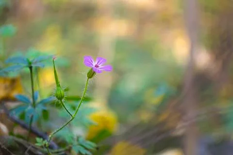 Pink, wild, forest flower on the background of yellowed, fallen leaves in Nov Stock Photos