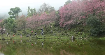 Pink wild himalayan cherry flower blossom blooming in the forest Stock Footage 86000637