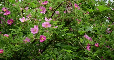 Pink wild rose blooming between green foliage, capturing delicate springtime Stock Footage 313594553