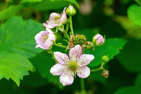 Pink wildflower blossoms and developing fruit on green foliage. Rubus scaber Stock Photos