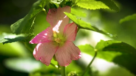 Pink Wildflower Close-Up with Dew Drops in Sunlight Stock Footage 316891428
