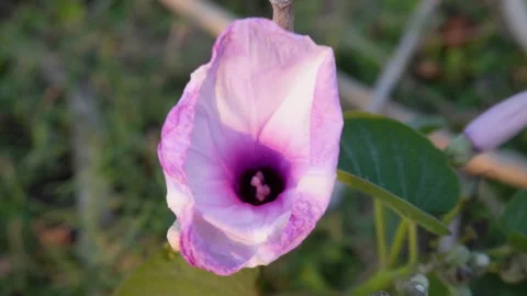 Pink Wildflower Close Up in Natural Setting Stock Footage 330062747