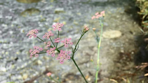 Pink wildflower Stock Footage 119018550