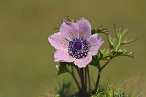 Pink wildflower Stock-Fotos