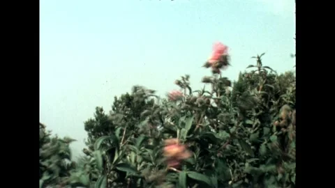 Pink Wildflowers in Bloom Video stock 278240550