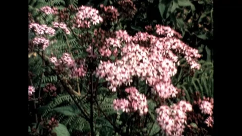 Pink Wildflowers in Bloom Stock Footage 278240558