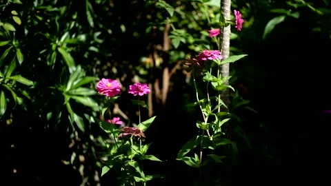Pink wildflowers Stock Footage 228438560