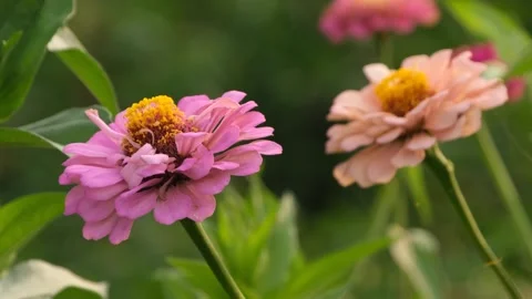 Pink wildflowers Stock Footage 293975959