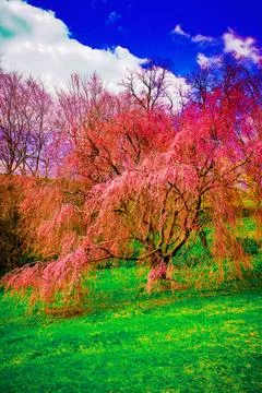 Pink Willow Tree Stockfoto's