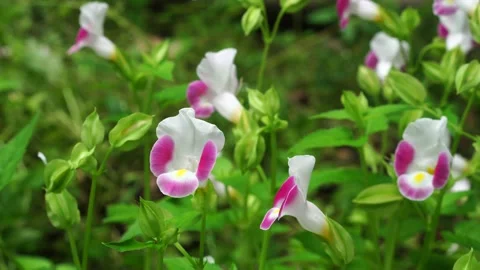 Pink wishbone flowers bloom Video stock 272589245