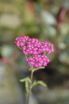 Pink Yarrow Stock Photos