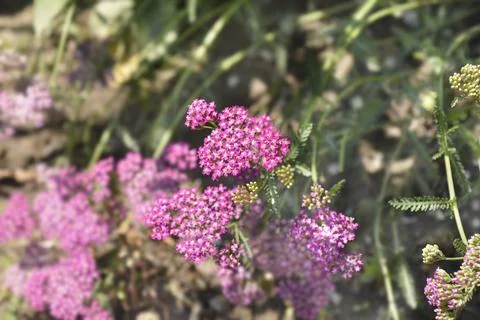 Pink Yarrow Stock Photos