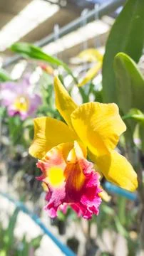 Pink with yellow Stock Photos