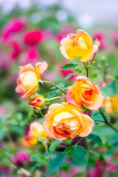 Pink yellow roses Foto stock