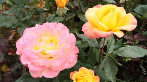 Pink &amp; Yellow Roses in Wind 스톡 동영상 34282595