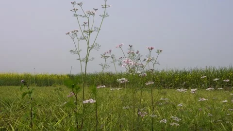 Pink Yellow Wildflower 스톡 동영상 333414957