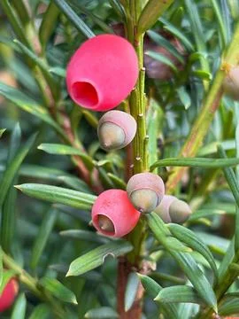 Pink yew arils growing among green needles. Stock Photos