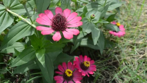 Pink Zinnia Elegans Video stock 224257868