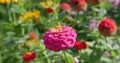 Pink Zinnia flower close up at sunny day with smooth bokeh background 4k or 4k+ Resolution
