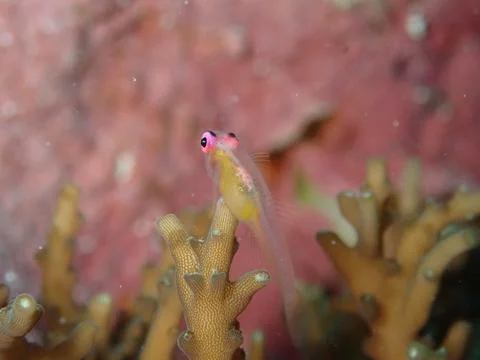 Pinkeye goby Stock Photos