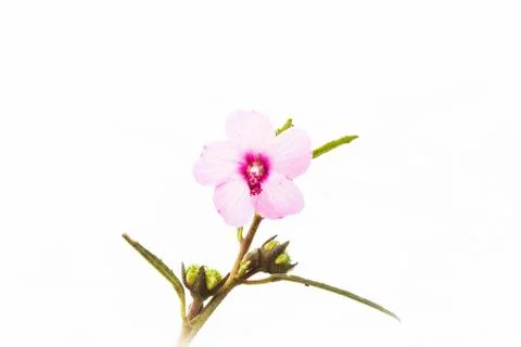 Pinkflower Stock Photos