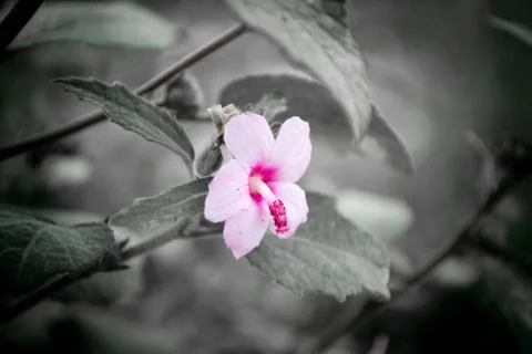 Pinkflower Stock Photos