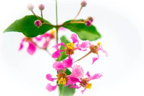 Pinkflower Stock Photos