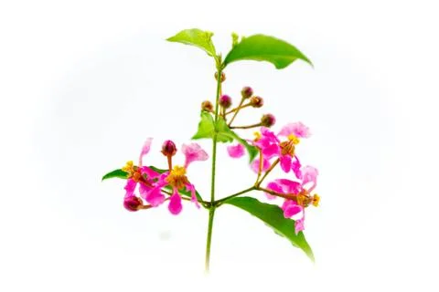 Pinkflower Stock Photos