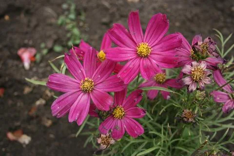 Pinkflowers Stock Photos