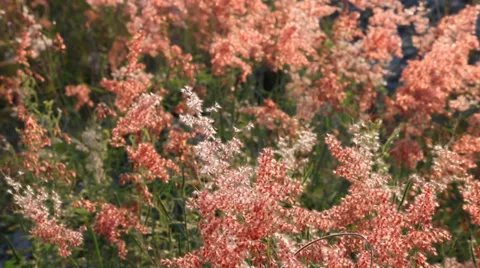 Pinkgrassflower HD Stock Footage 35008454