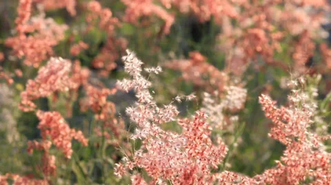 Pinkgrassflowerandwind HD Stock Footage 35008527