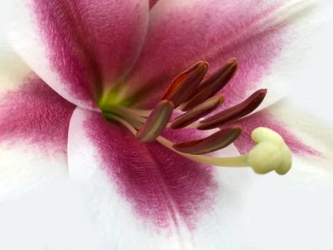PinkLily2 Stock Photos