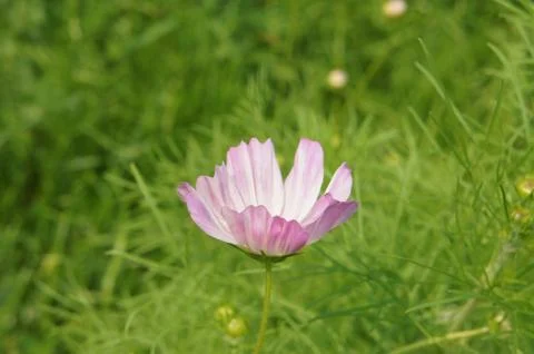 Pink/purple cupped flower Stock Photos