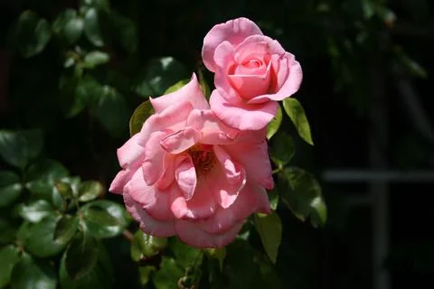 PinkRose 库存照片