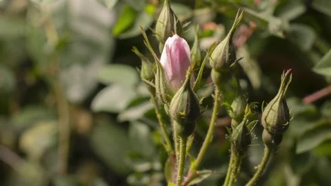 PINKROSE1 스톡 동영상 272805182