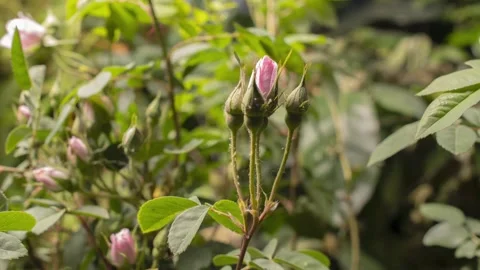 PINKROSE2 库存影片 272804760