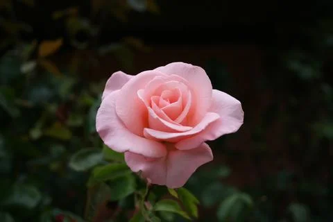Pinkrose2 Stock Photos