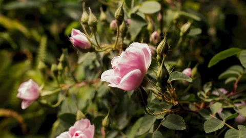 PINKROSE3 库存影片 272802594