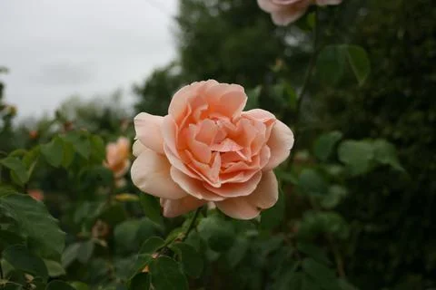 Pinkrose3 Stock Photos