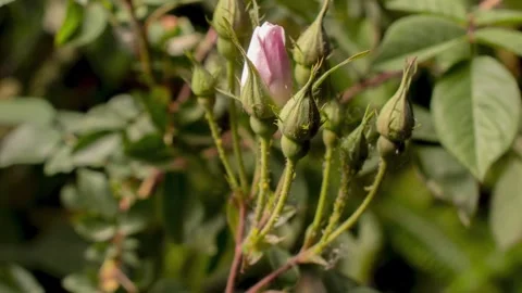 PINKROSE4 库存影片 272798967