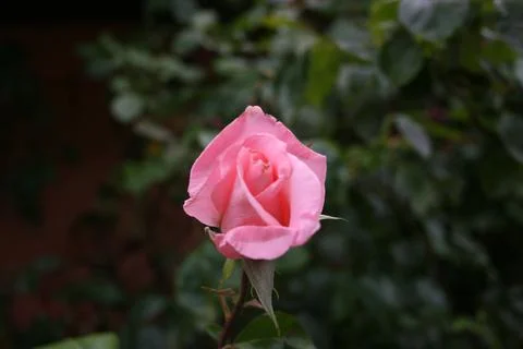 Pinkrosebud Stock Photos