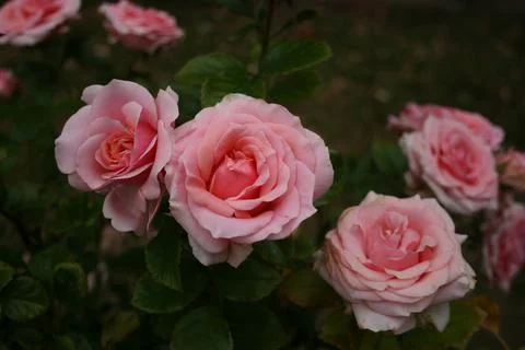 Pinkroses Stock Photos