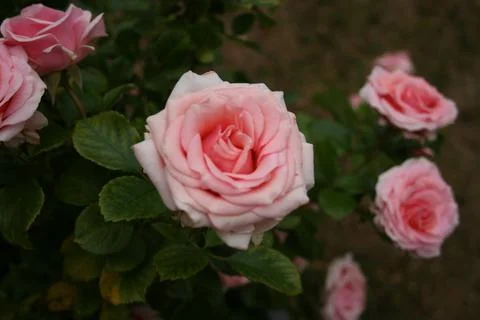 Pinkroses2 Stock Photos